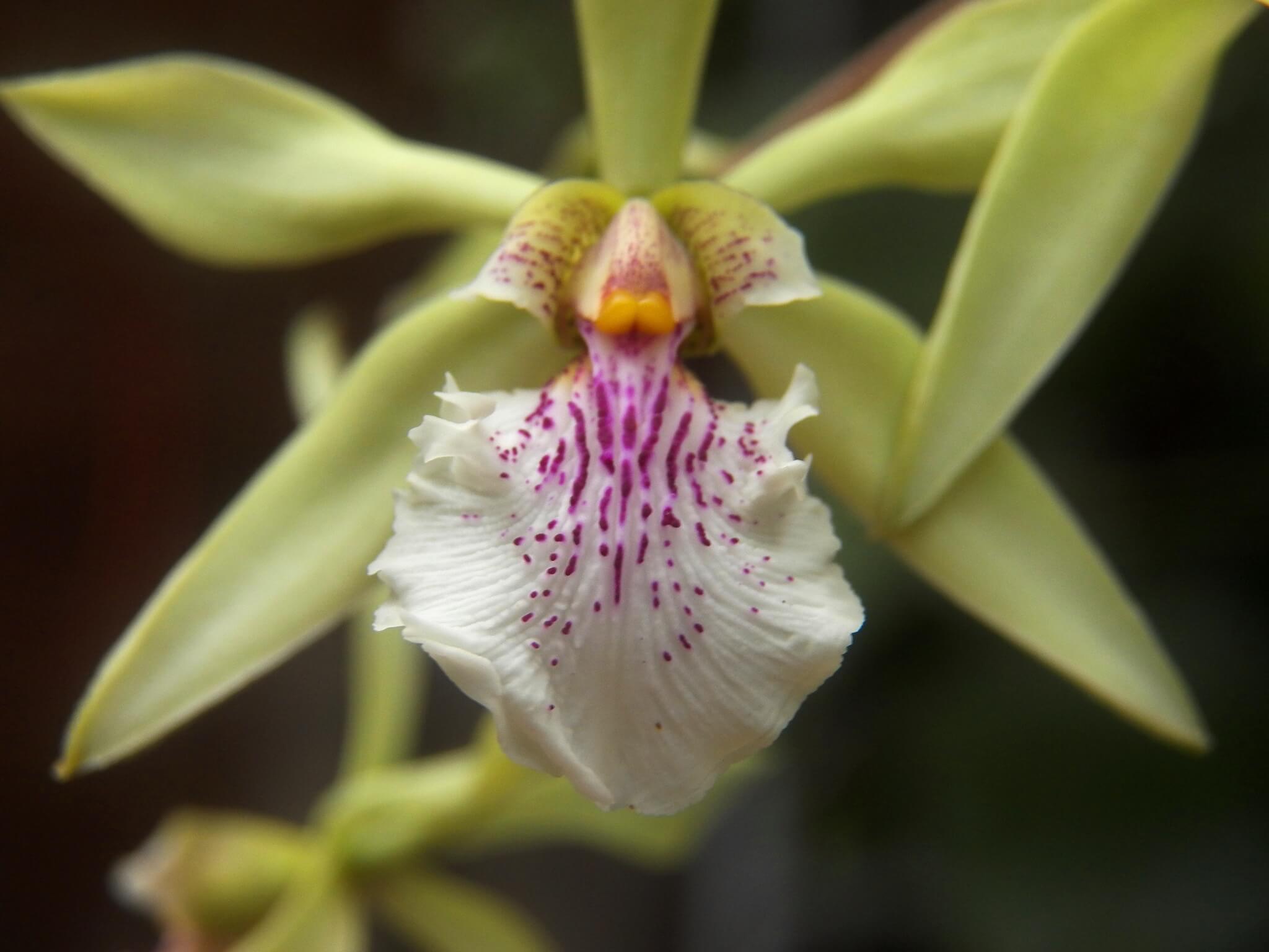 Encyclia ambigua